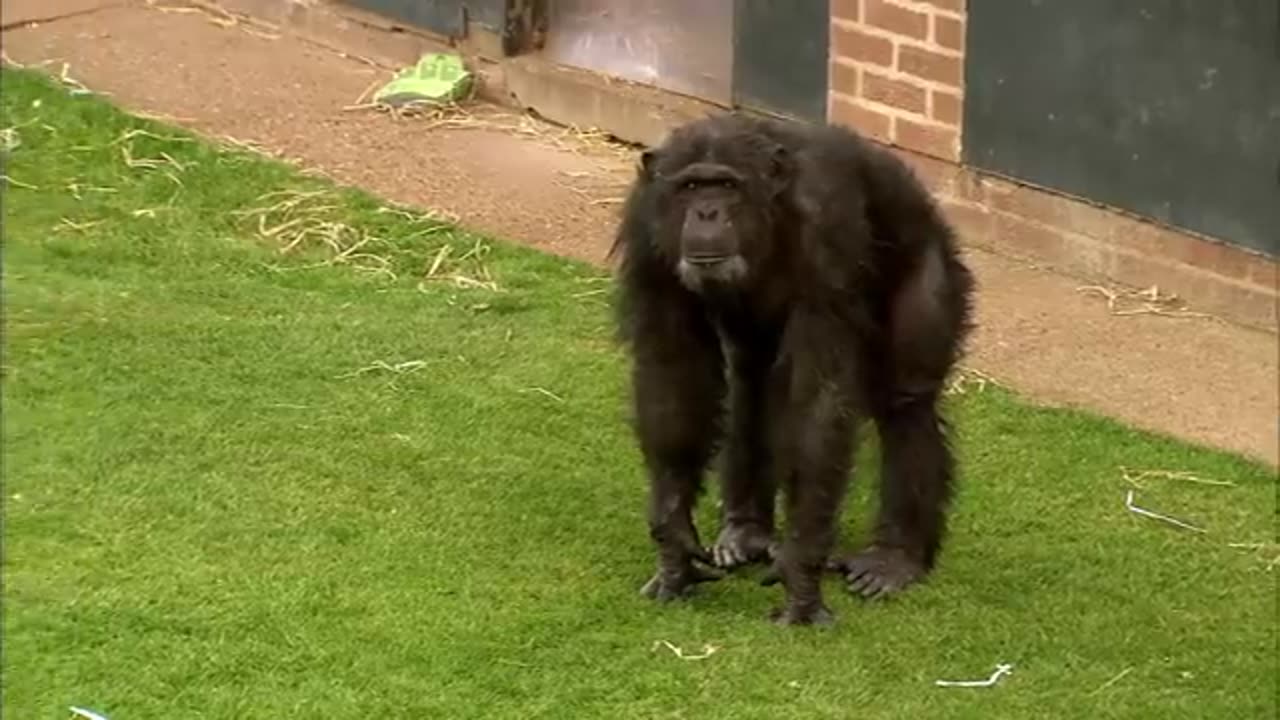 How to Speak Chimpanzee | Extraordinary Animals | BBC Earth