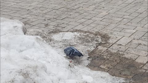 Omid Mohammadi kurdish party live in västerås sweden 2008