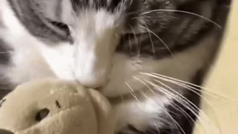 Cute Cat Gif