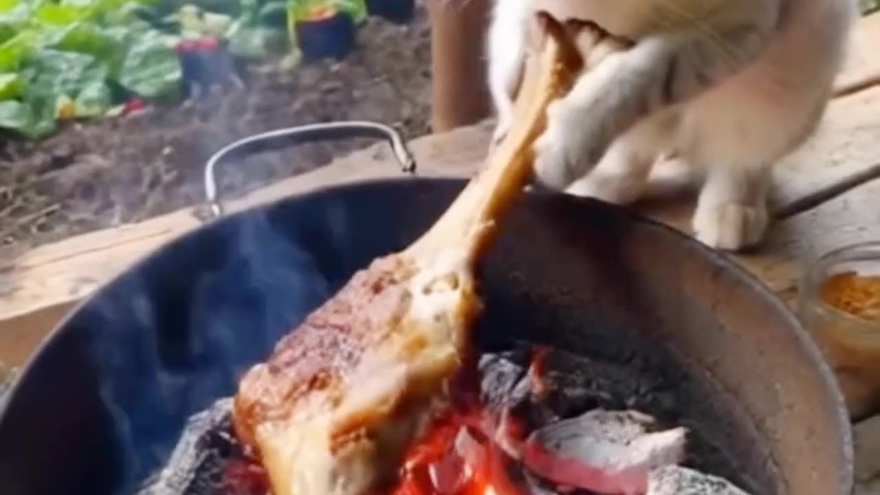 The cat is cooking and eating the meat itself.