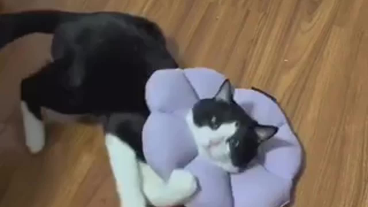 Bufferingð€£ #cat #catlover #funnycat