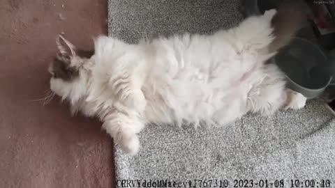 Pet this fluffy chubby dude