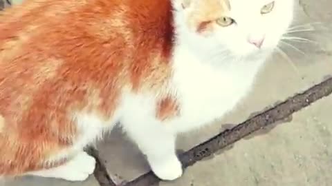 That Friday Feeling- Yard Cat #cats #catvideos #catshorts #meow #fridayfeeling #cat #kurbkrawlabikes