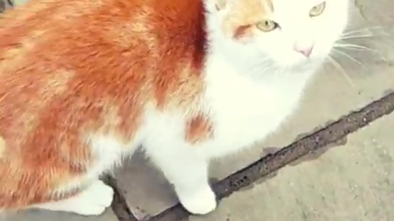 That Friday Feeling- Yard Cat #cats #catvideos #catshorts #meow #fridayfeeling #cat #kurbkrawlabikes