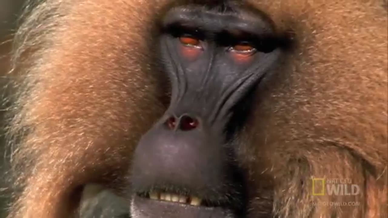 Gelada vs. Gelada | World's Deadliest