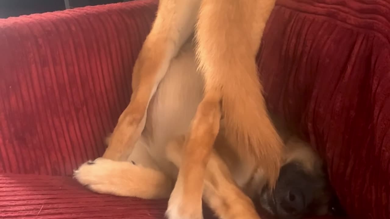 Glitched Shepsky Lounges Wrong