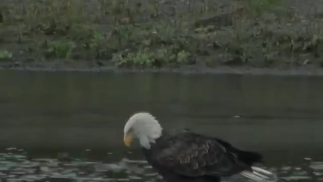 Watch as this Bald Eagle slowly and cautiously stalks a possible meal in the water.