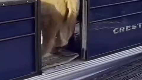 Cow just loves the water