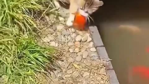 Cat catches fish🐠