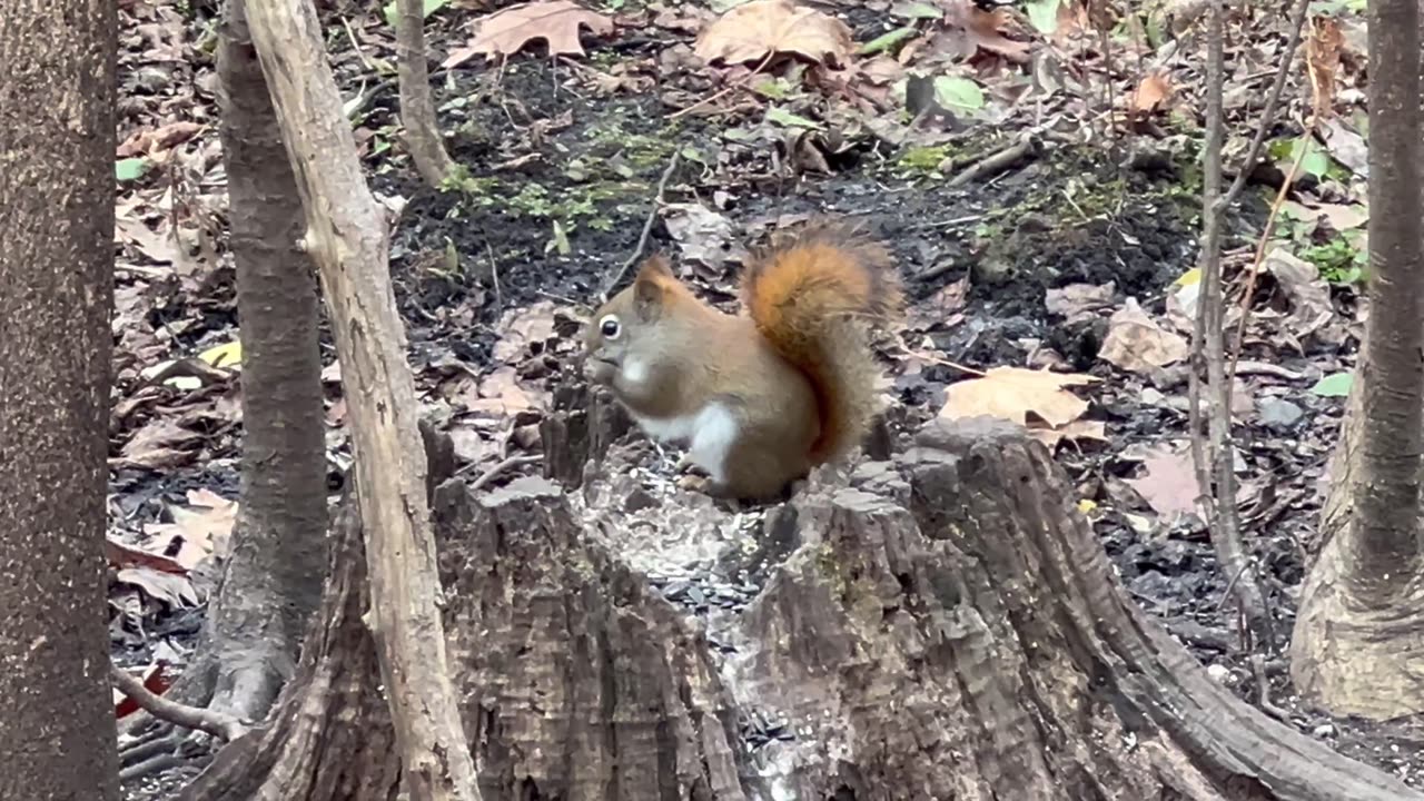 Red Tailed squirrel at James Gardens Toronto