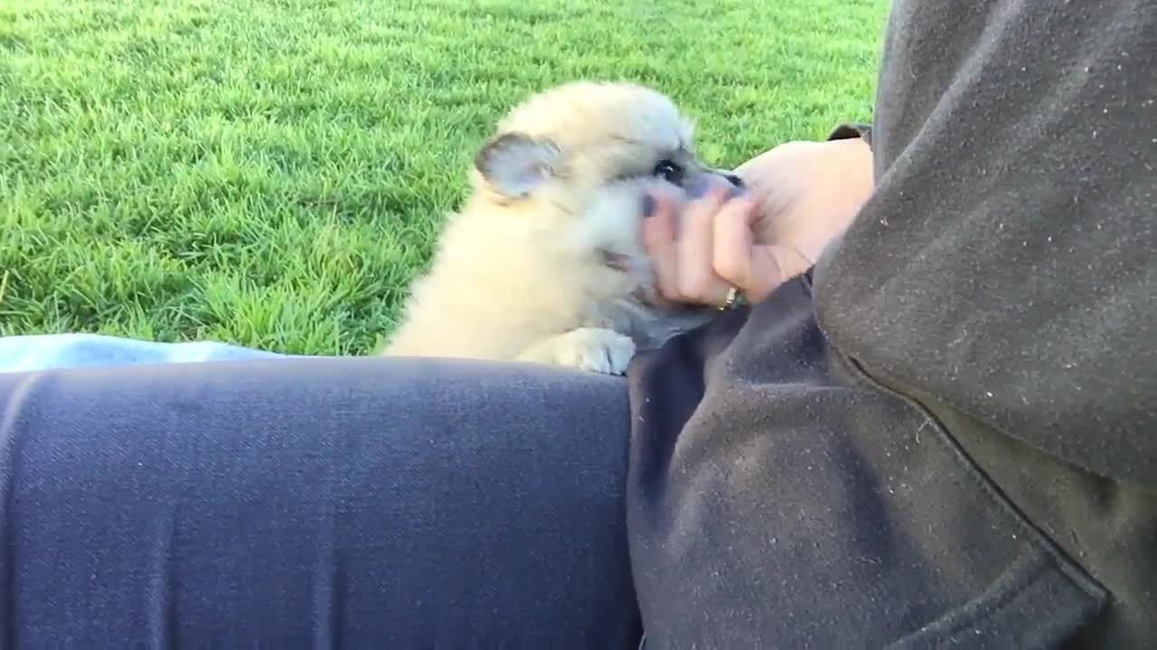 Best Bowtie Pomsky Love - Bella and Ada Pomsky Puppies For Sale, Adorable!