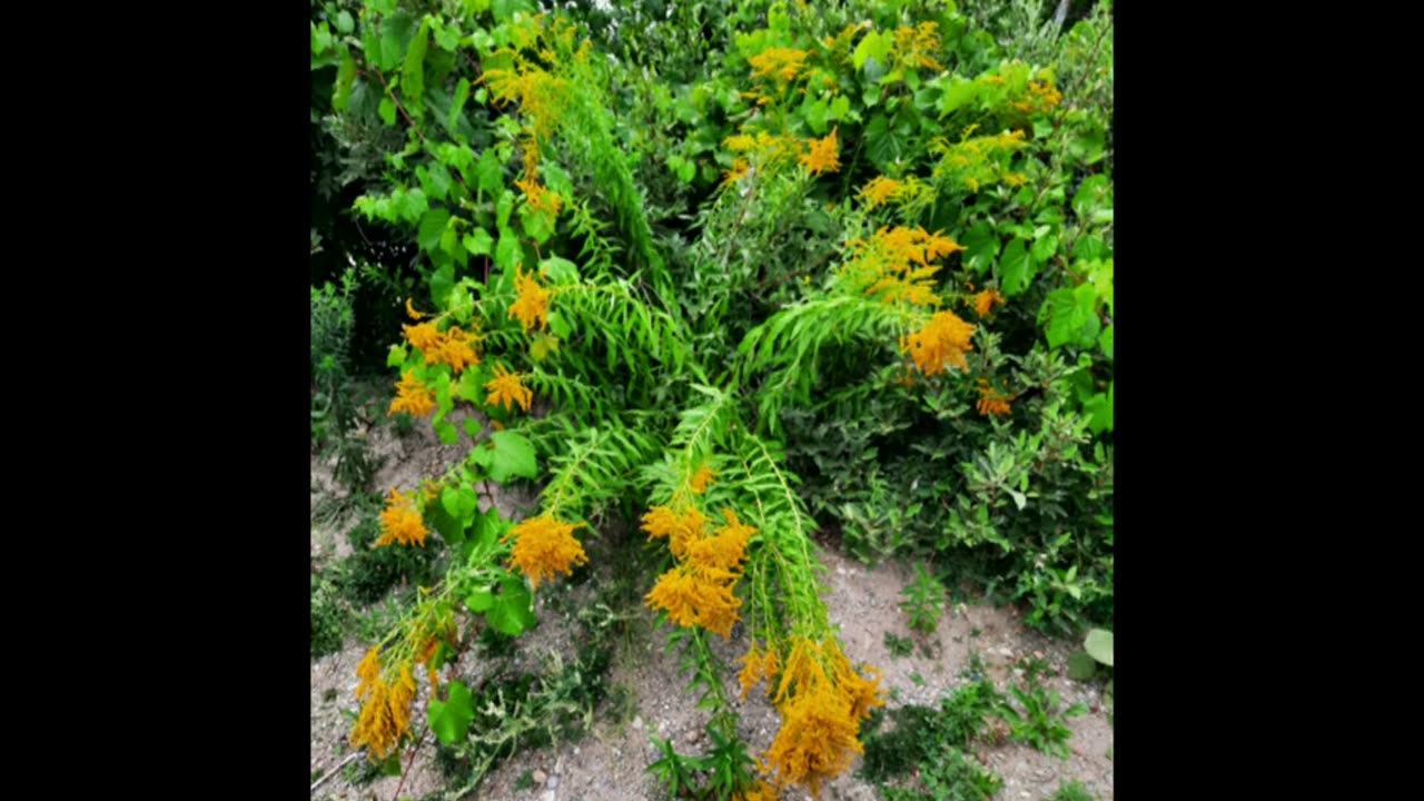 Island Lake, Ontario