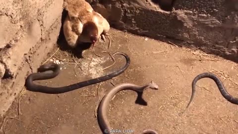 15 Moments When Snakes Messed With The Wrong Opponents