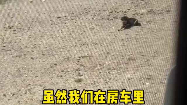 Domestic dogs and dogs who is worse, today