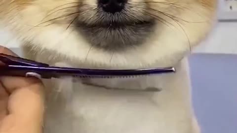 Little dog getting a style fresh cut