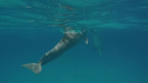 Courtship dolphins, like what?