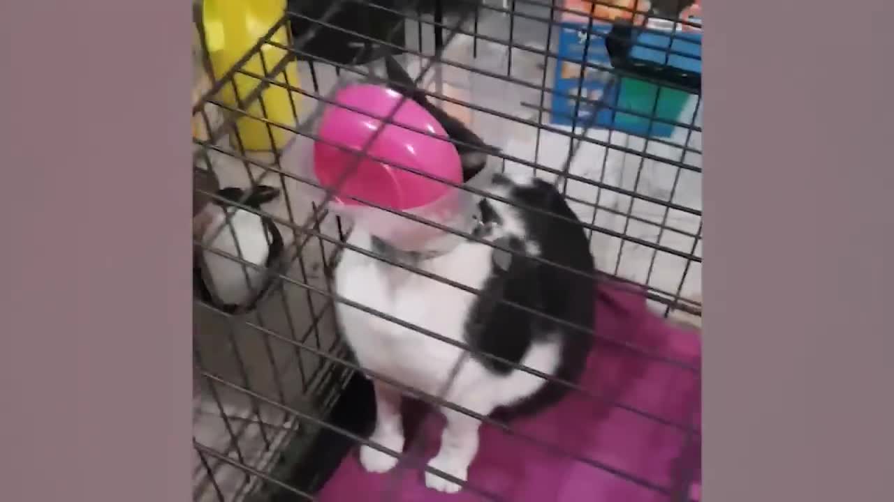 FUNNY CAT VIDEO