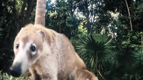 Cockrooster Nearly Prove Safe Pawpaw