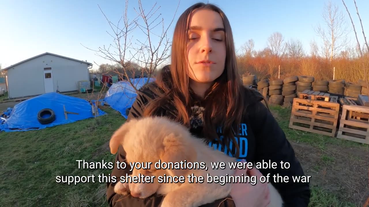 Beautiful Shelter Dog in Ukraine Rescued!