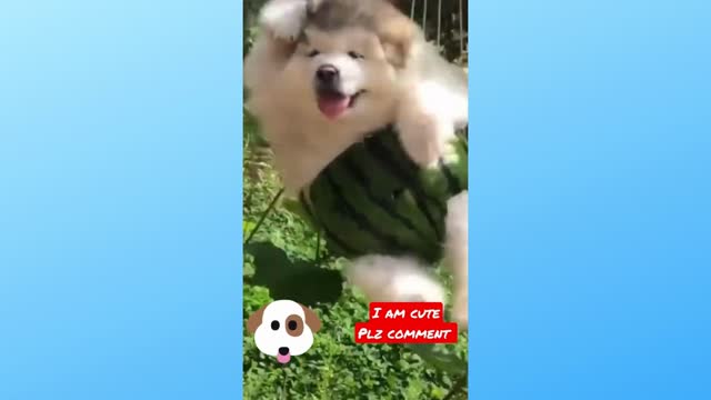 Cut pets funny Moments