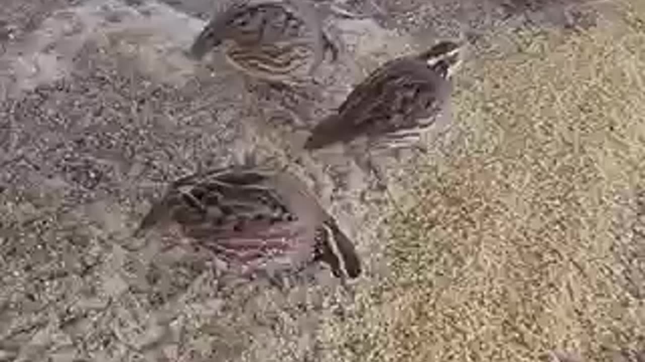 Amazing bird trending video