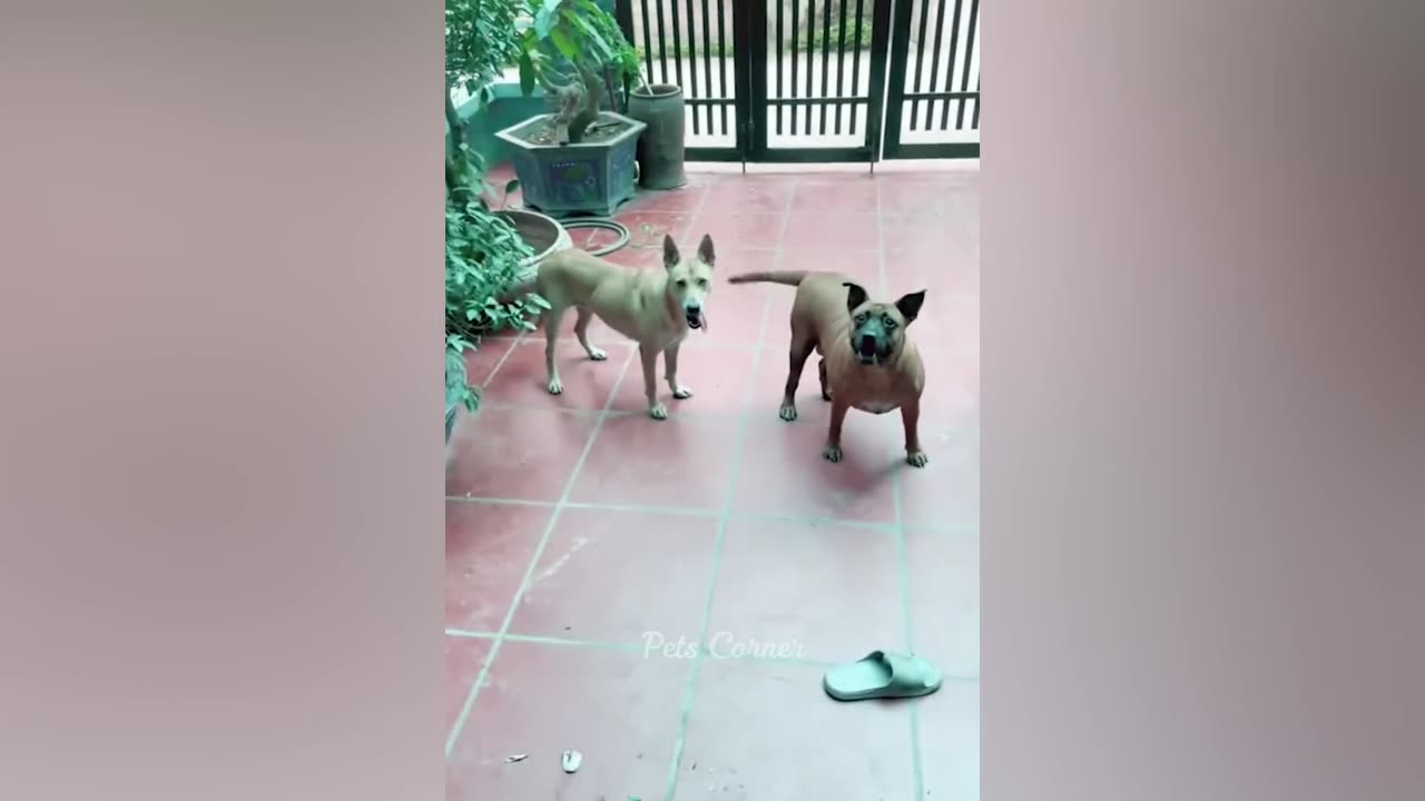 Funniest Animals