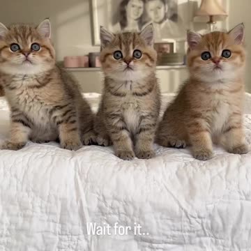Trio cats with a smile dance
