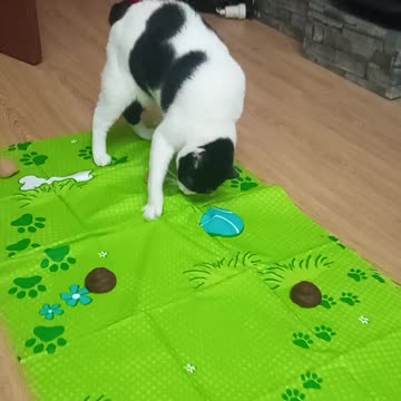 Cat that you think is its poop