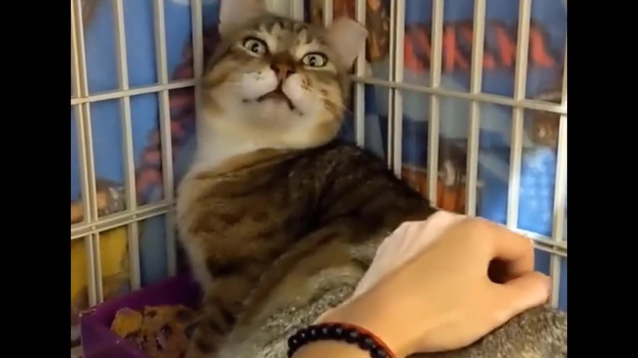 FUNNY CATS 6