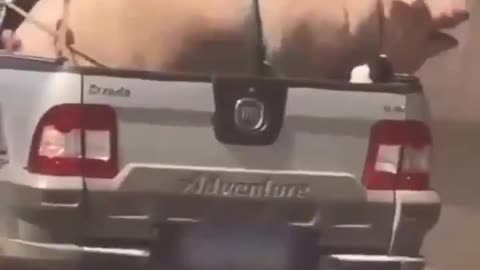 Giant Pig