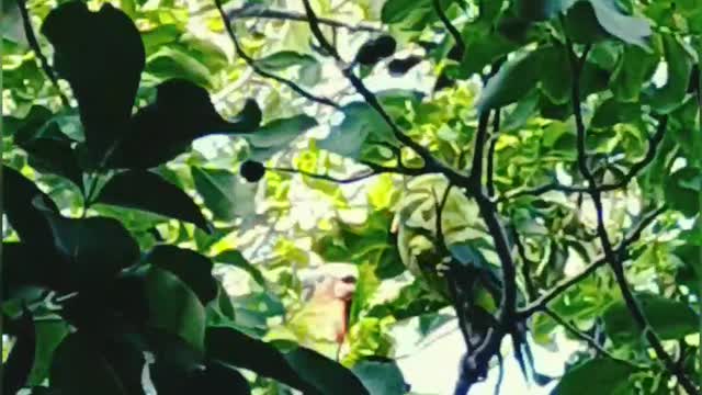 parrots...