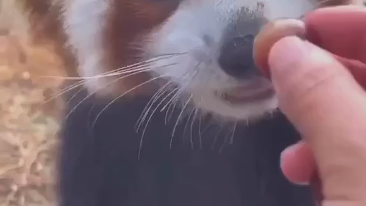 Feeding your pet