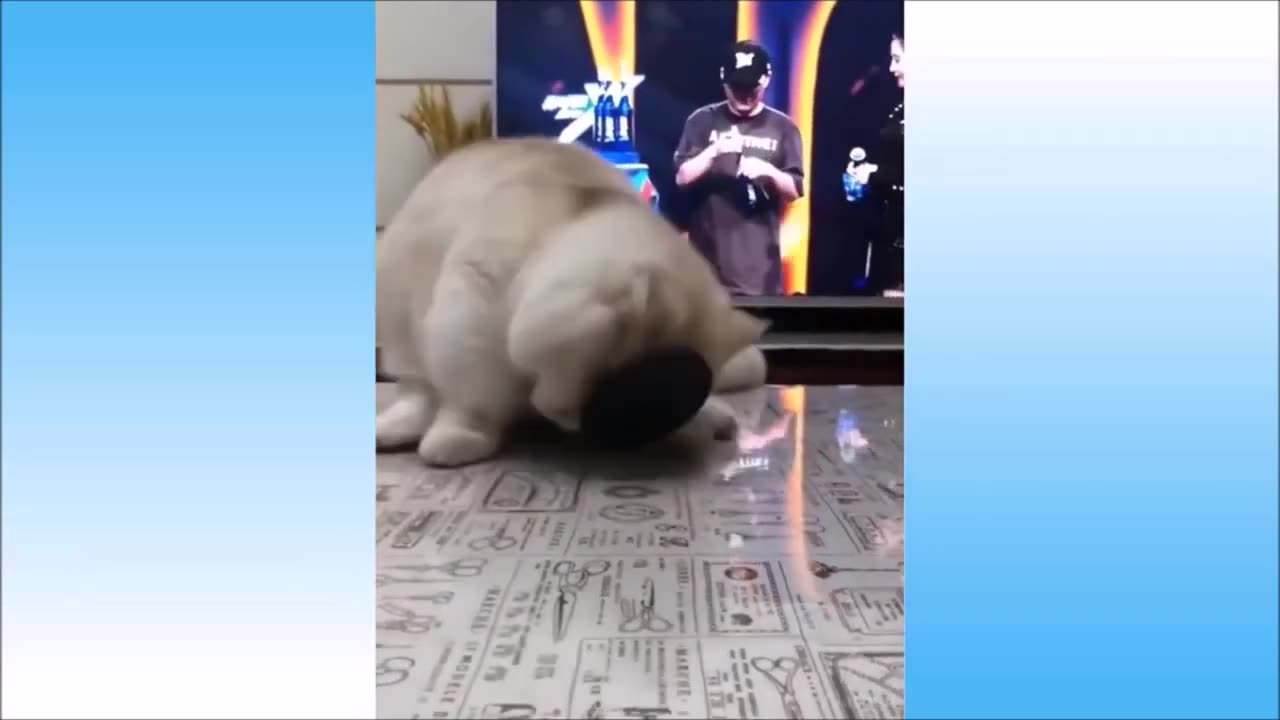 Funny Pet Video