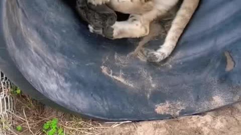 Lying playing around in a metal drum🦁🦁🦁🦁