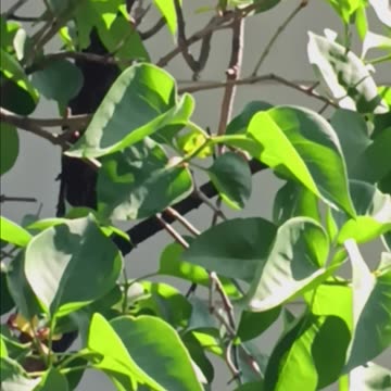 Butterfly and lilacs