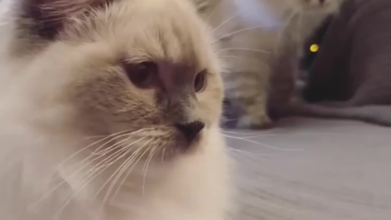 The reactions of cat 🐈