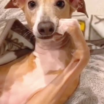 Cute & Wonderful: A Fun-Filled Cute Animal Video Mix