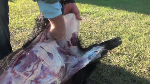 How to Cape and Quarter a Big Wild Boar Hog