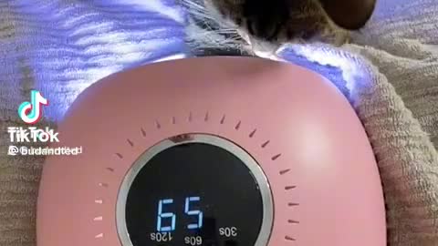 The cat and the woman