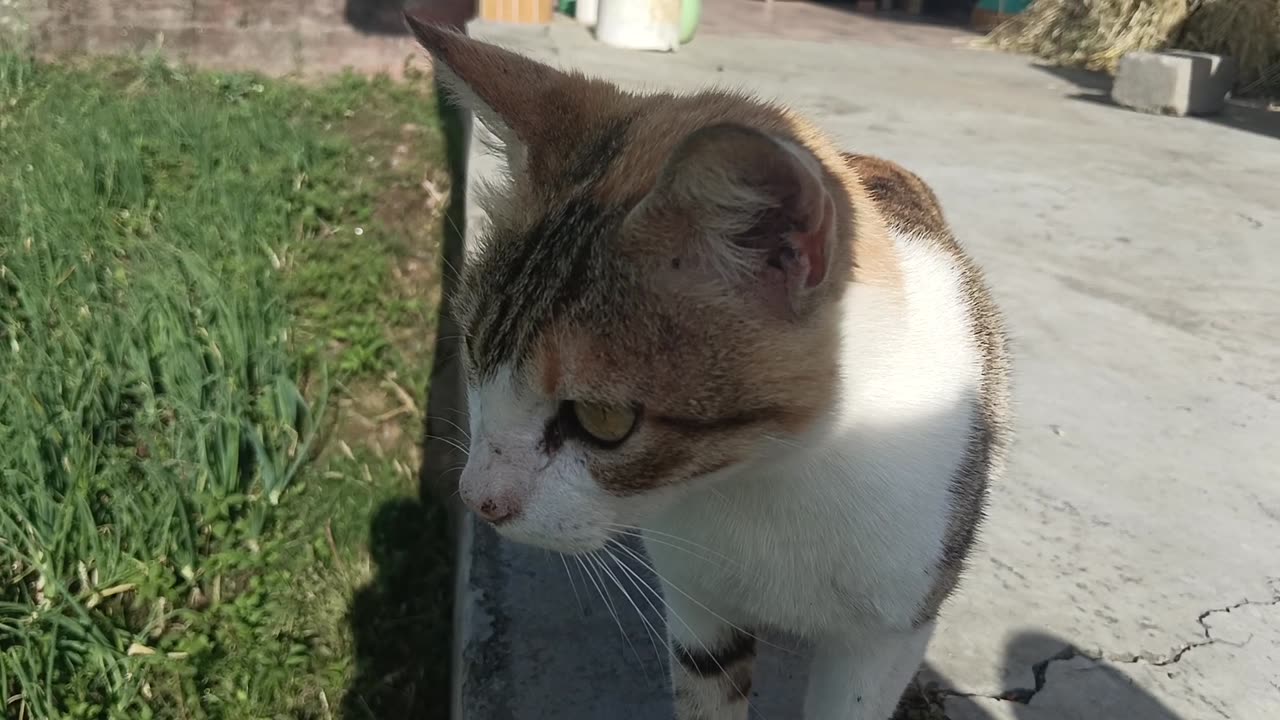Cat