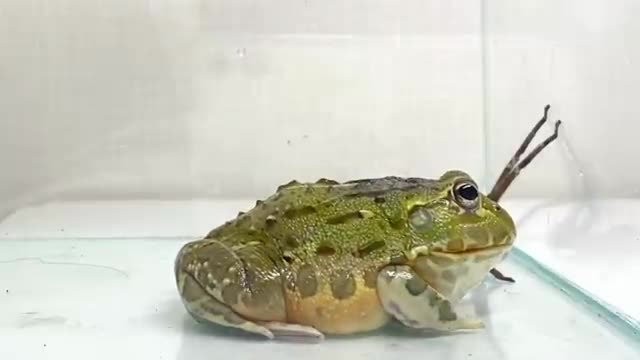 Who are the strongest hunters, frogs and spiders? Before the boss music reverberates ...