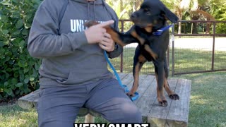 Let’s Talk About the Rottweiler…