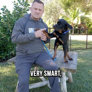 Let’s Talk About the Rottweiler…