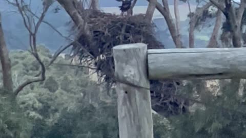 Baby Eagle Uses Wind to Practice Flying