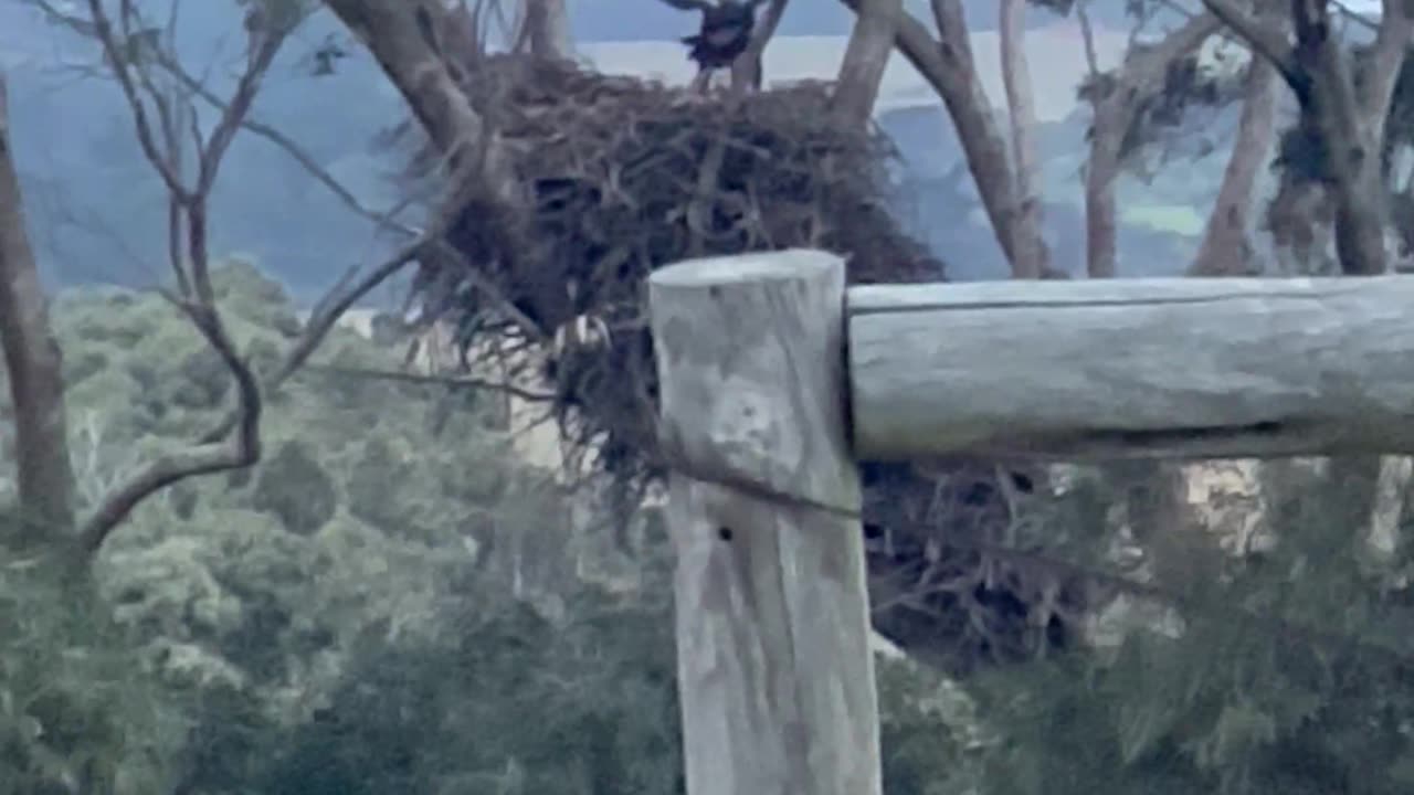 Baby Eagle Uses Wind to Practice Flying