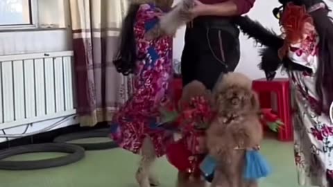 Dog dancing with owner #Shorts #230