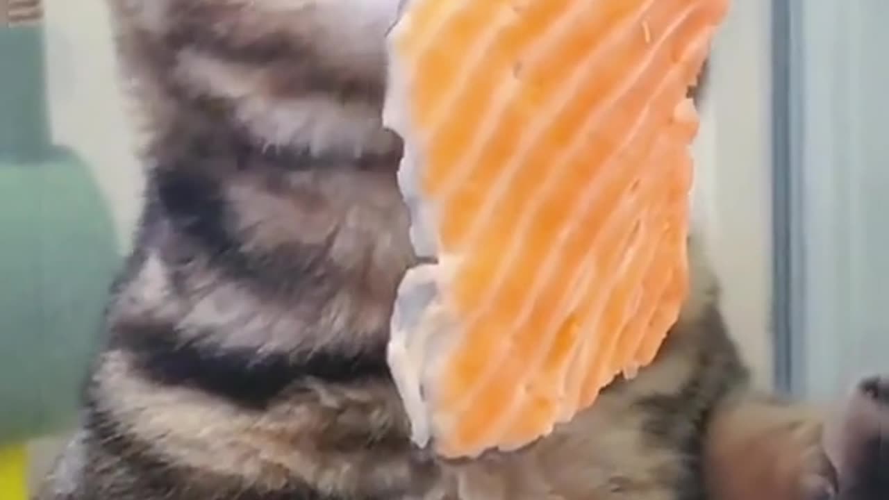 Why can’t I eat the salmon🤣🤣#fyp #foryou #top #cat #eating #food #salmon #pet#funny