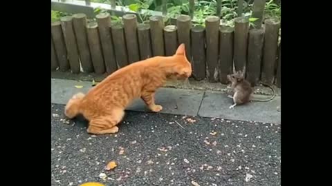 Gato VS Rato corajoso!! O rato destemido. 🤣🤣