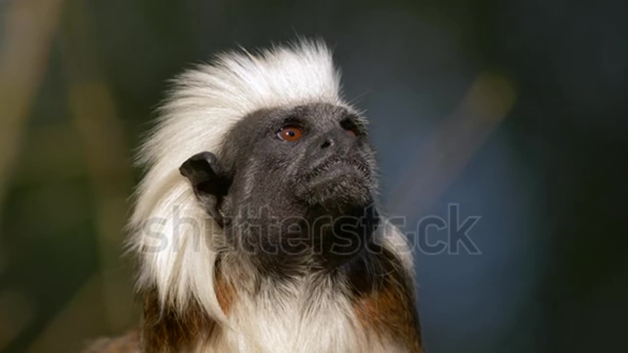 Cotton-top tamarin