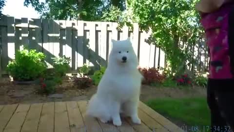 Most difficult job I've ever done Samoyed Dog